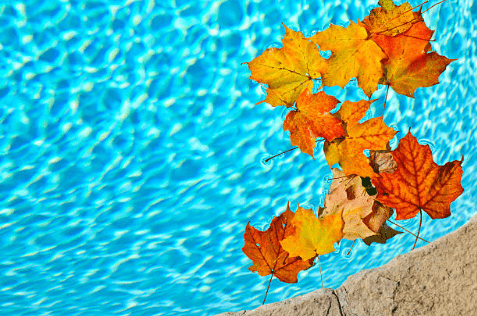Image of fall leaves floating on clear blue pool